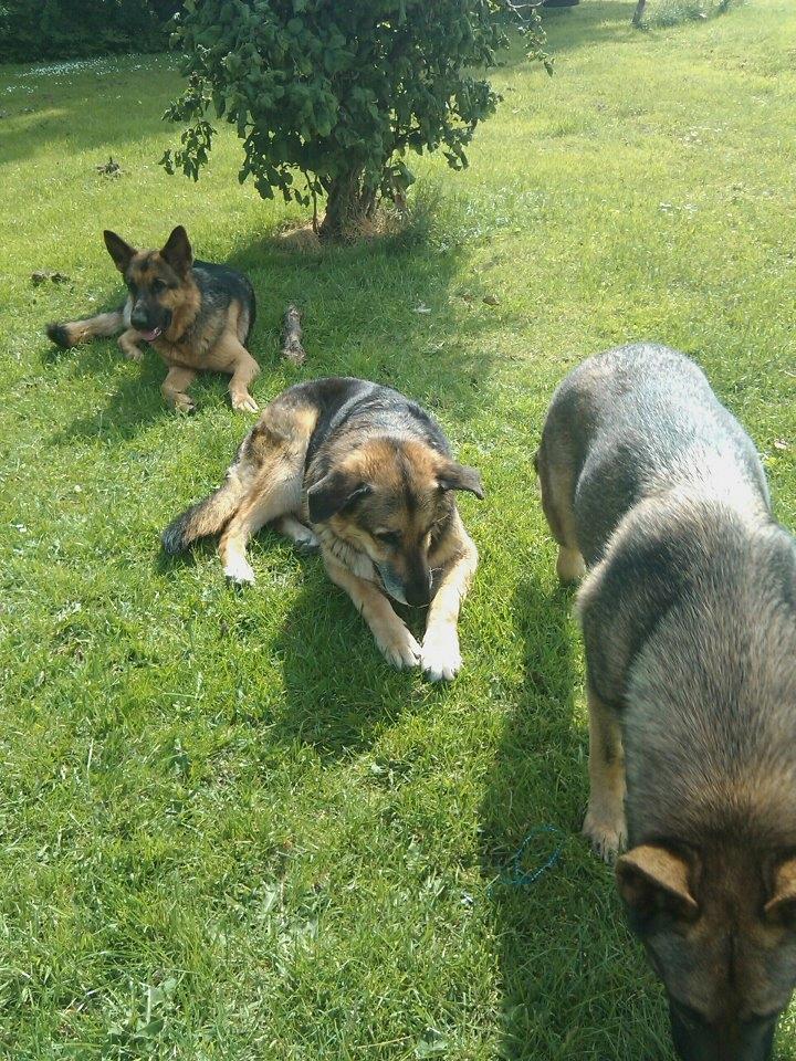 Schæferhund Argo - Argo, og Buller som dsv. blev aflivet! billede 9