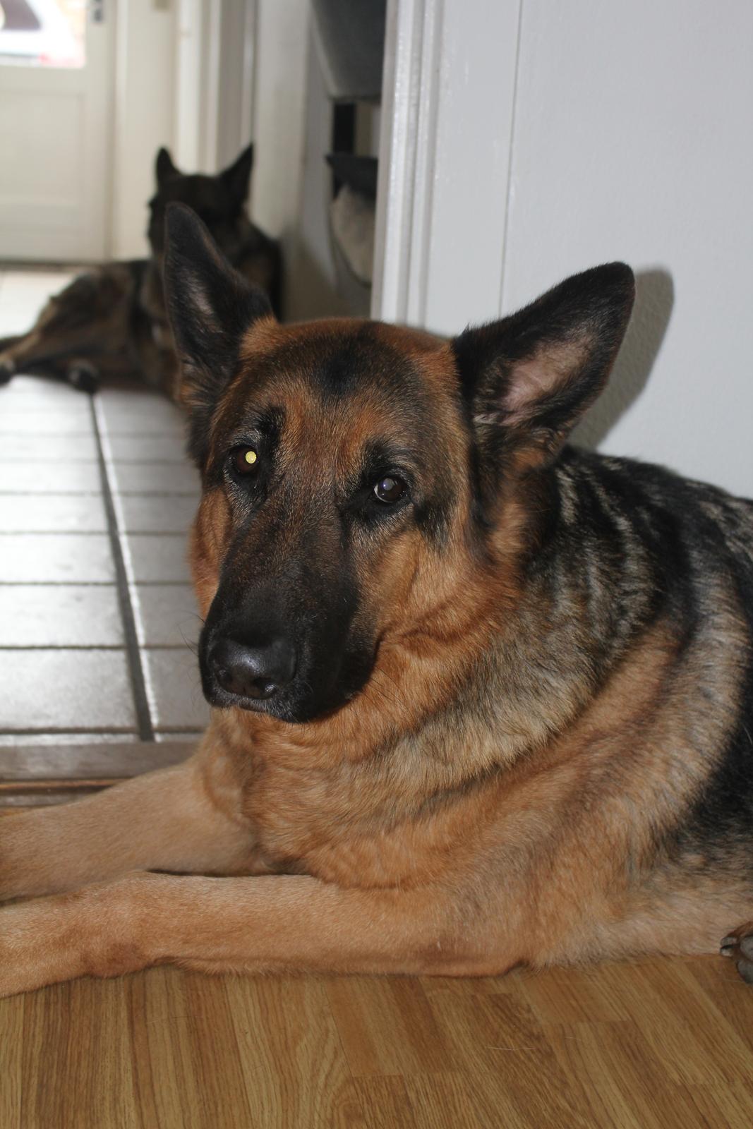 Schæferhund Argo - Verdens bedste bamse! billede 10