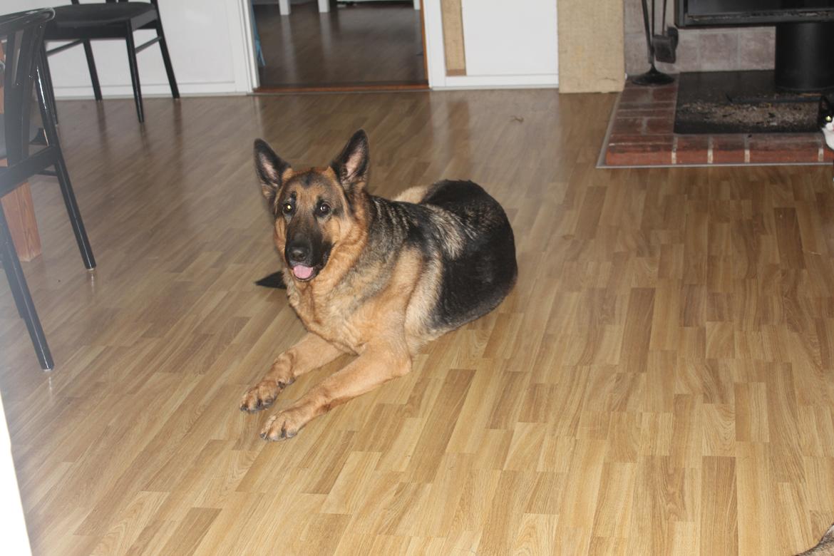 Schæferhund Argo billede 12