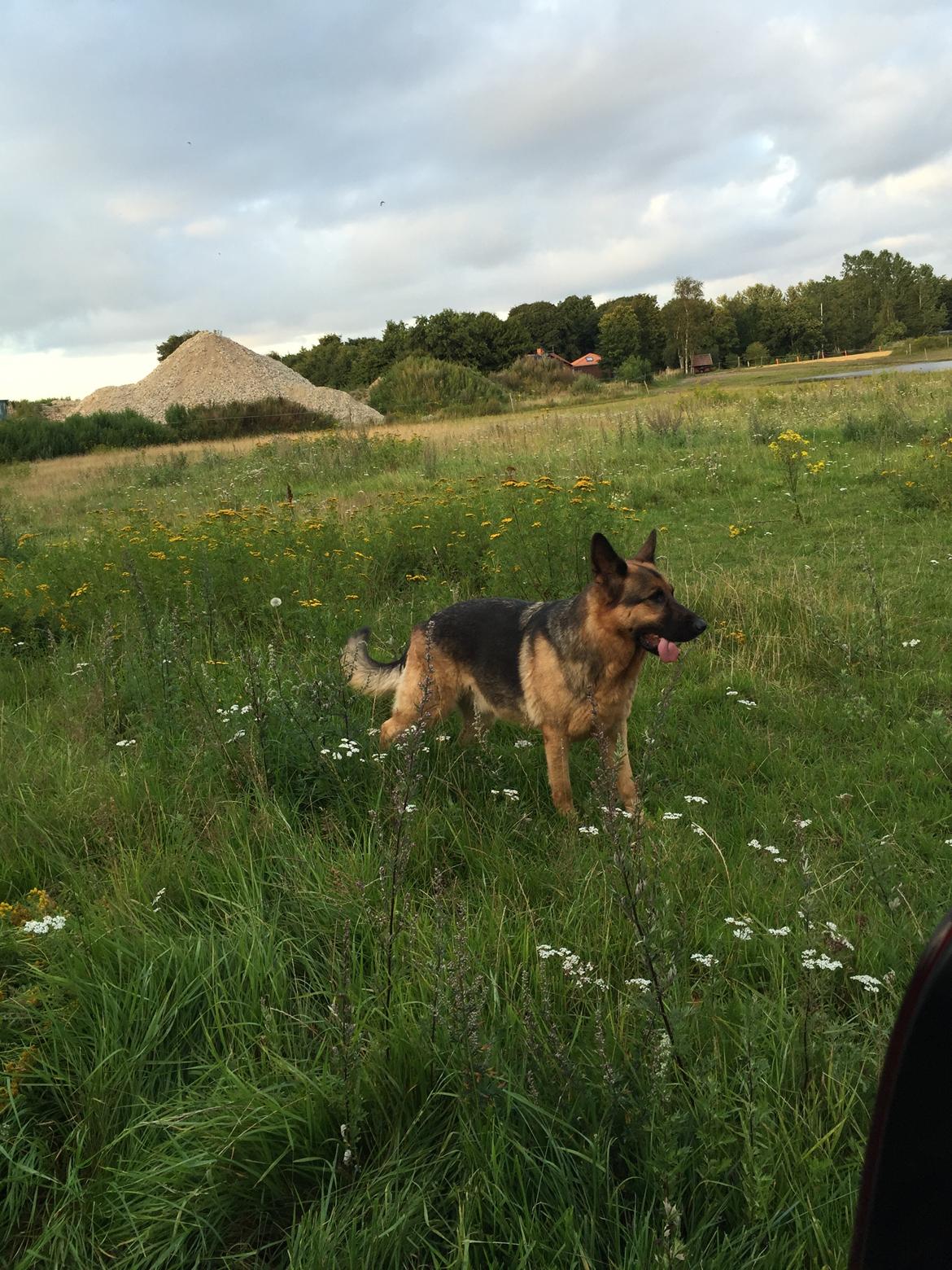 Schæferhund Argo - Skøn dreng! billede 11