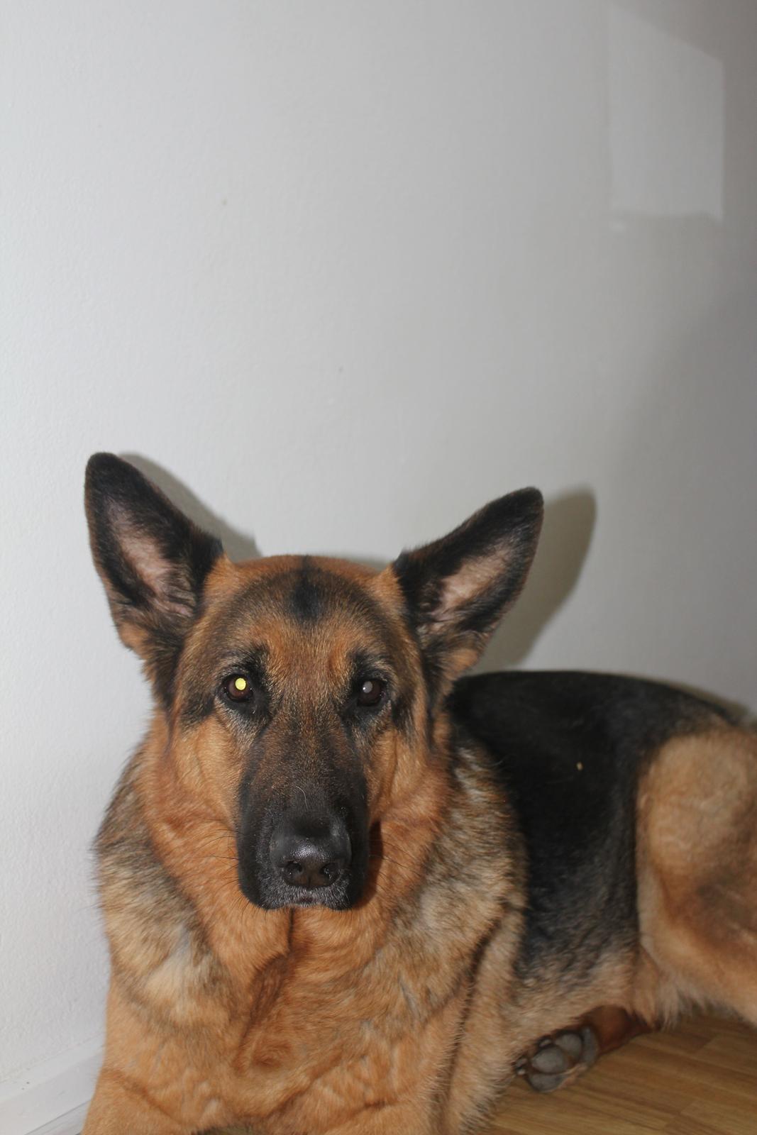 Schæferhund Argo - Tak for kigget! billede 15