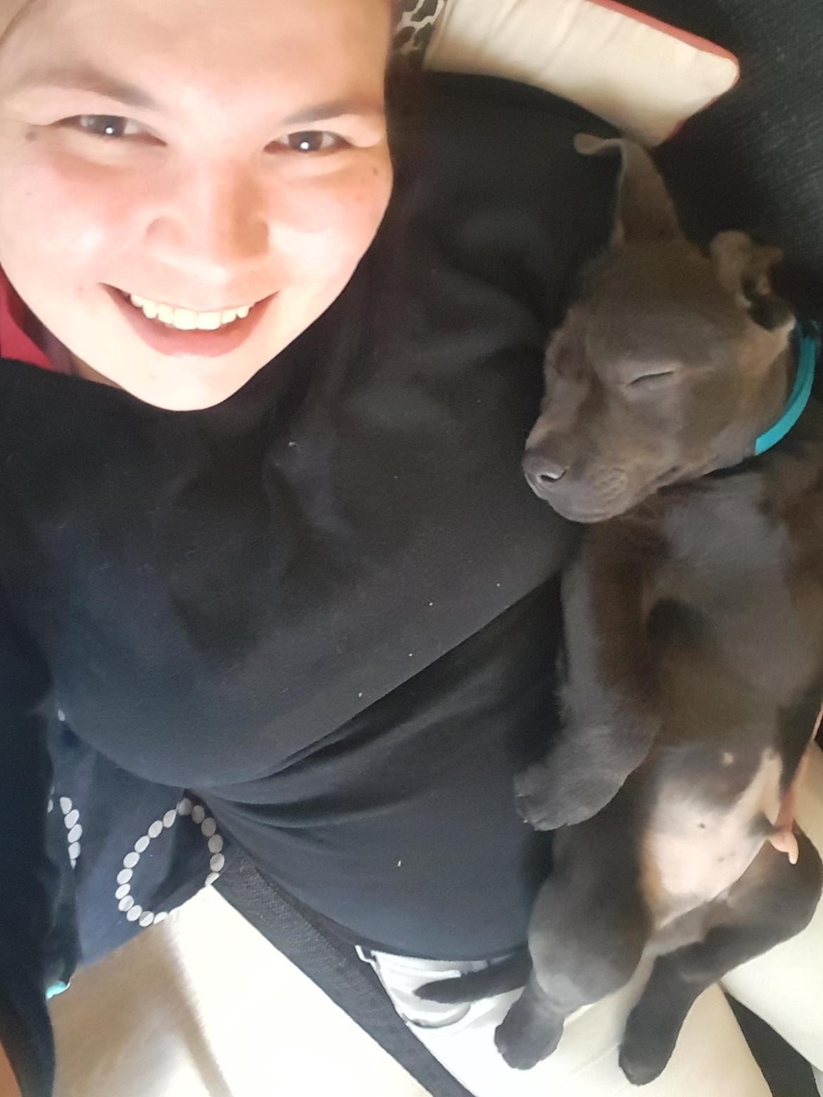 Labrador retriever Ivar von haulundgaard (otto) billede 5