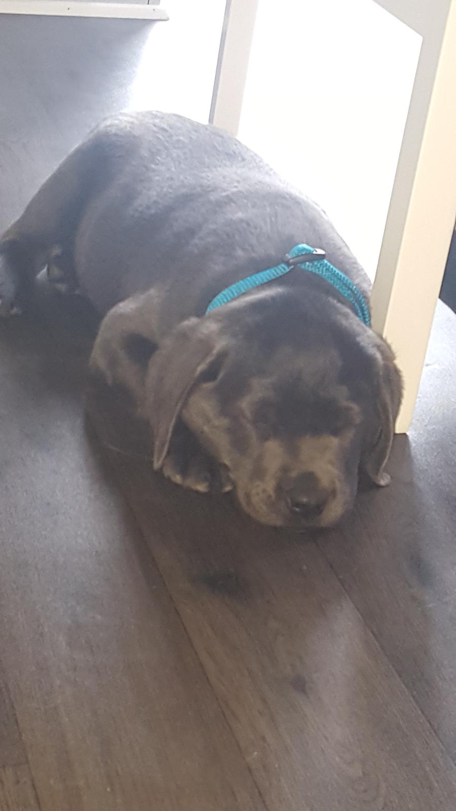 Labrador retriever Ivar von haulundgaard (otto) billede 13