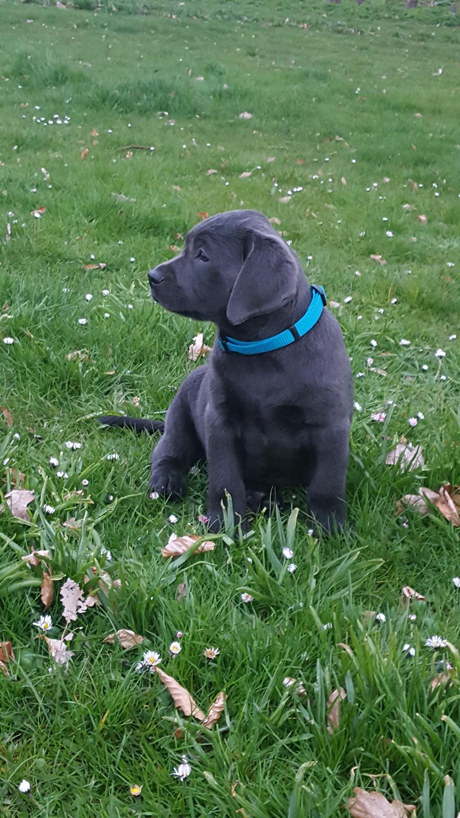 Labrador retriever Ivar von haulundgaard (otto) billede 9