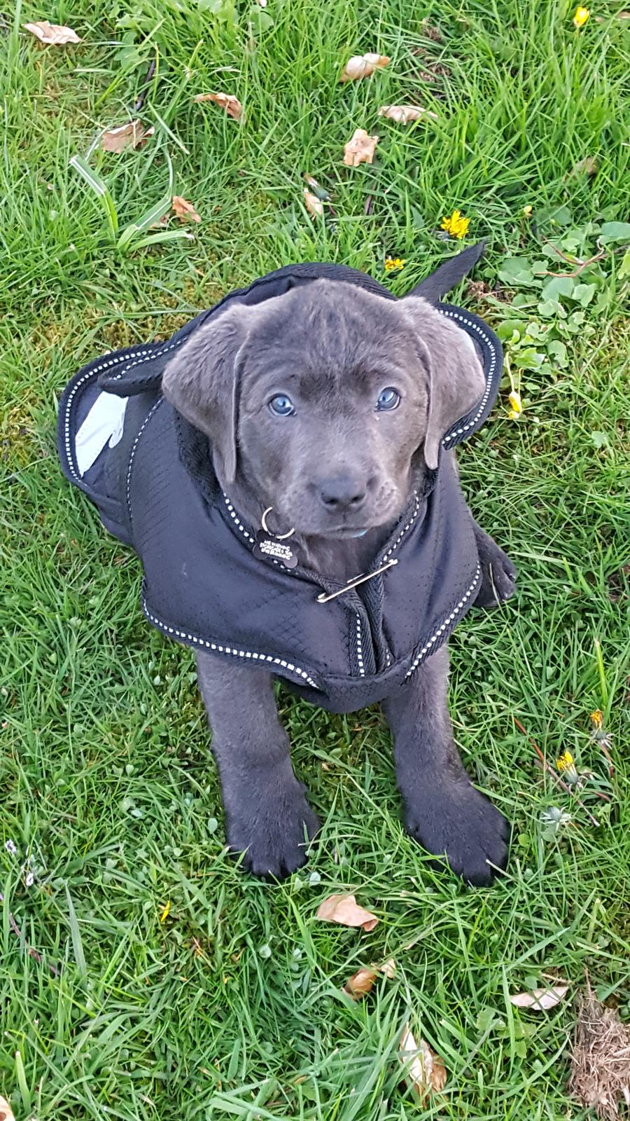 Labrador retriever Ivar von haulundgaard (otto) billede 2