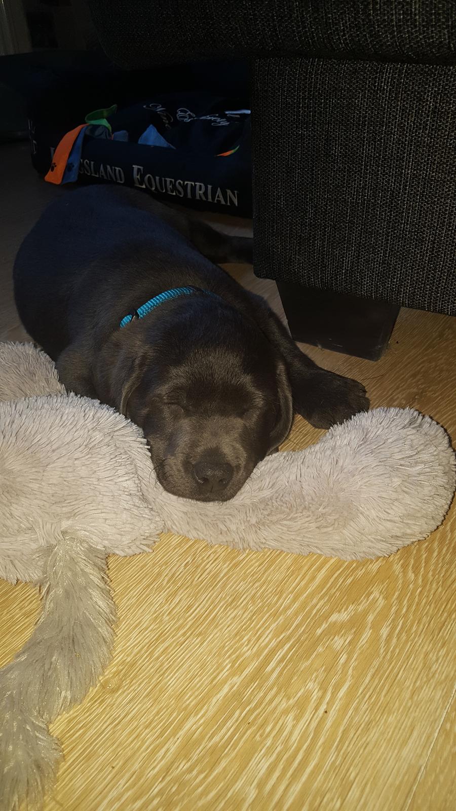 Labrador retriever Ivar von haulundgaard (otto) billede 22