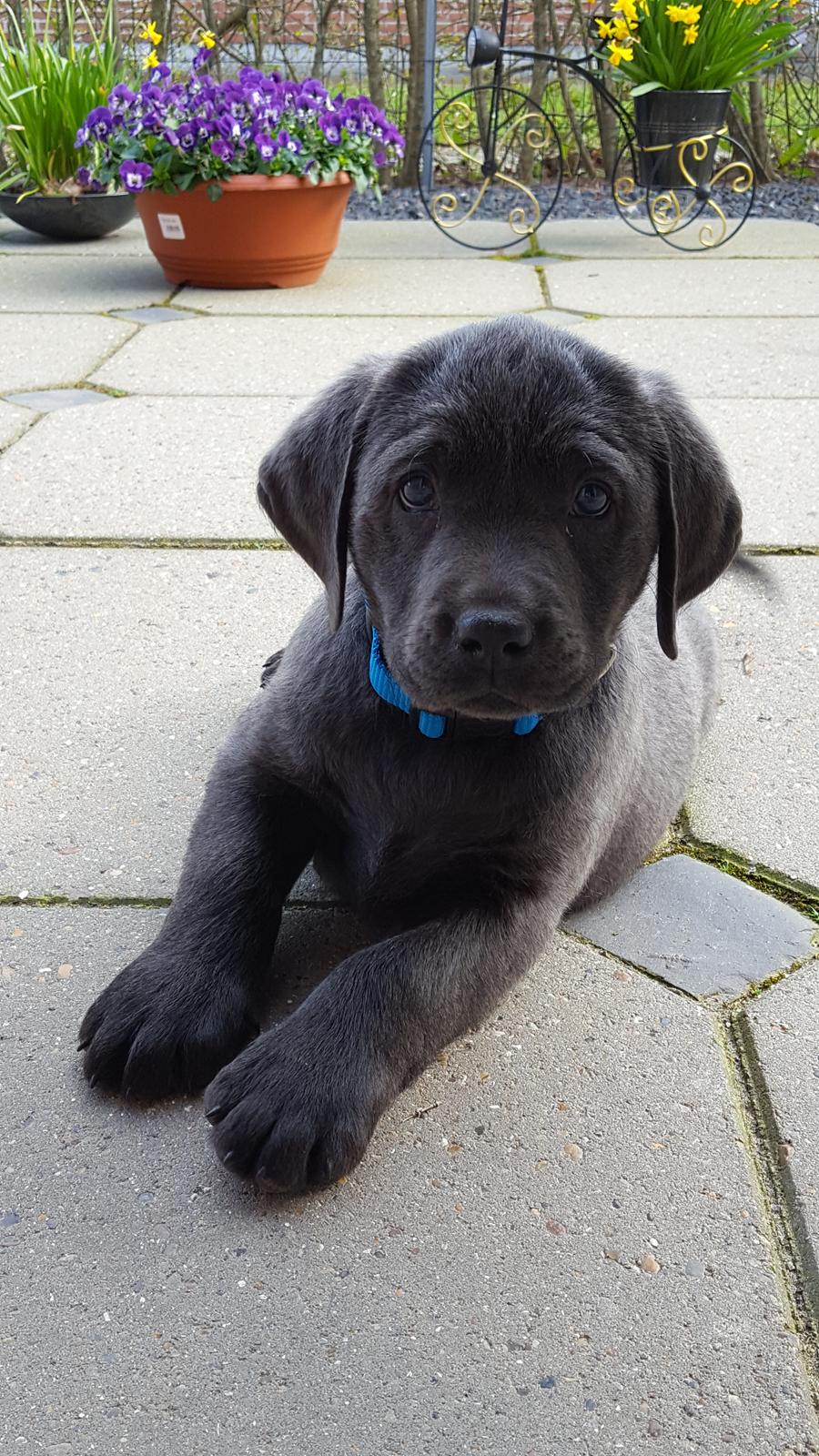Labrador retriever Ivar von haulundgaard (otto) billede 4