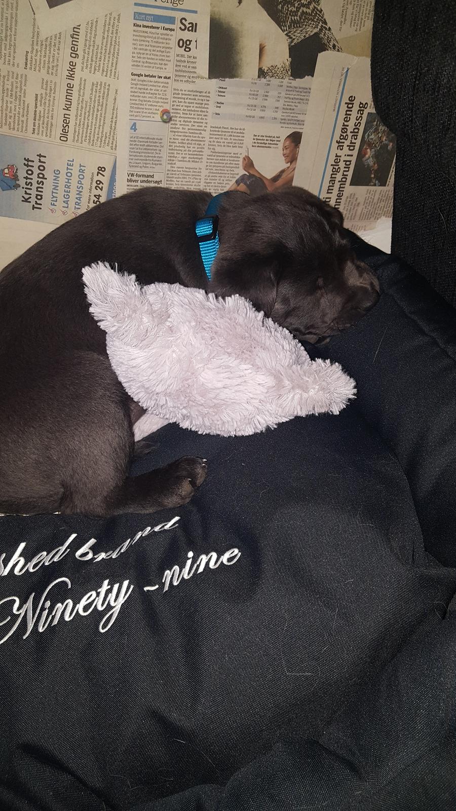 Labrador retriever Ivar von haulundgaard (otto) billede 8