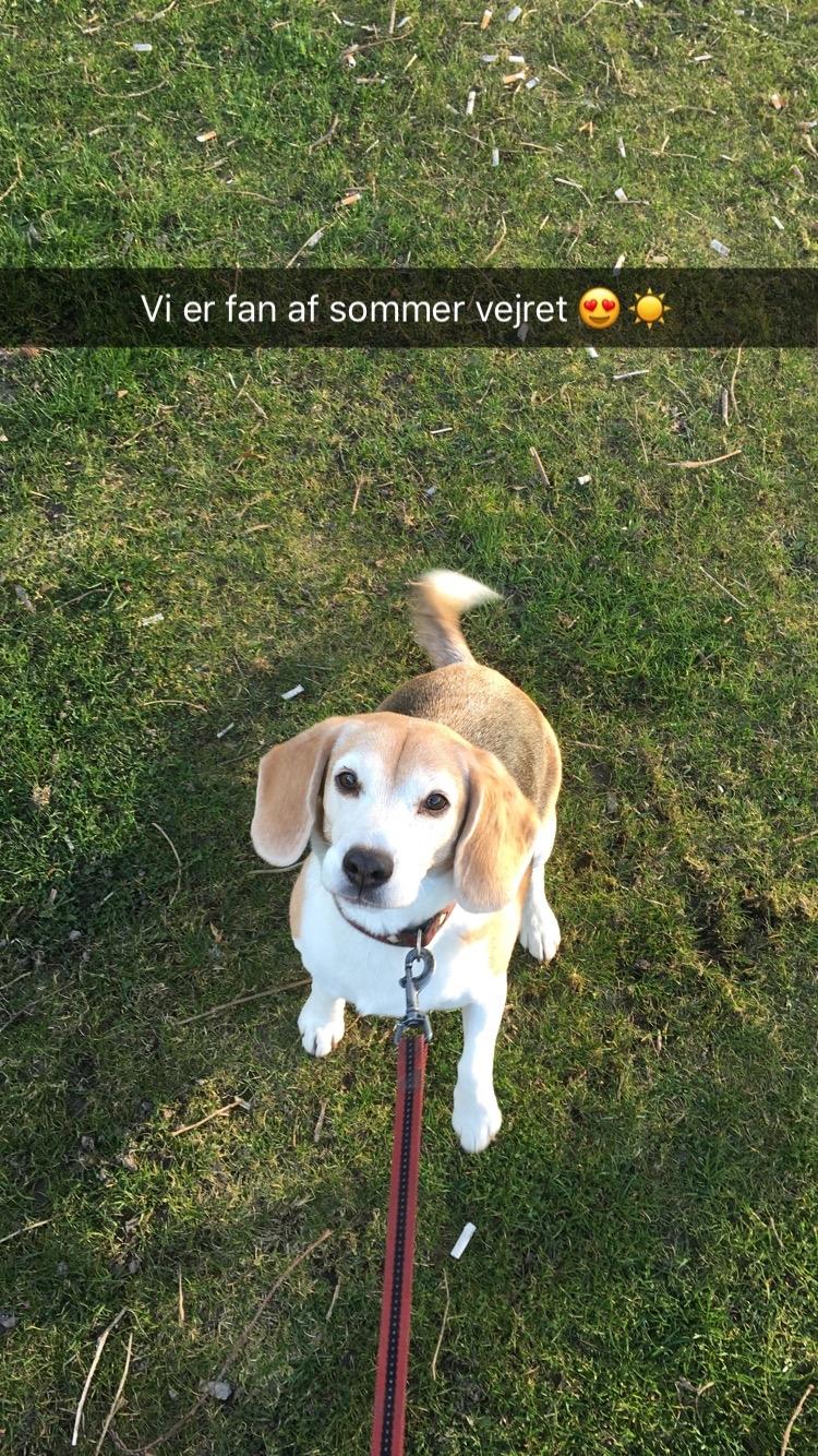 Beagle Freja billede 1