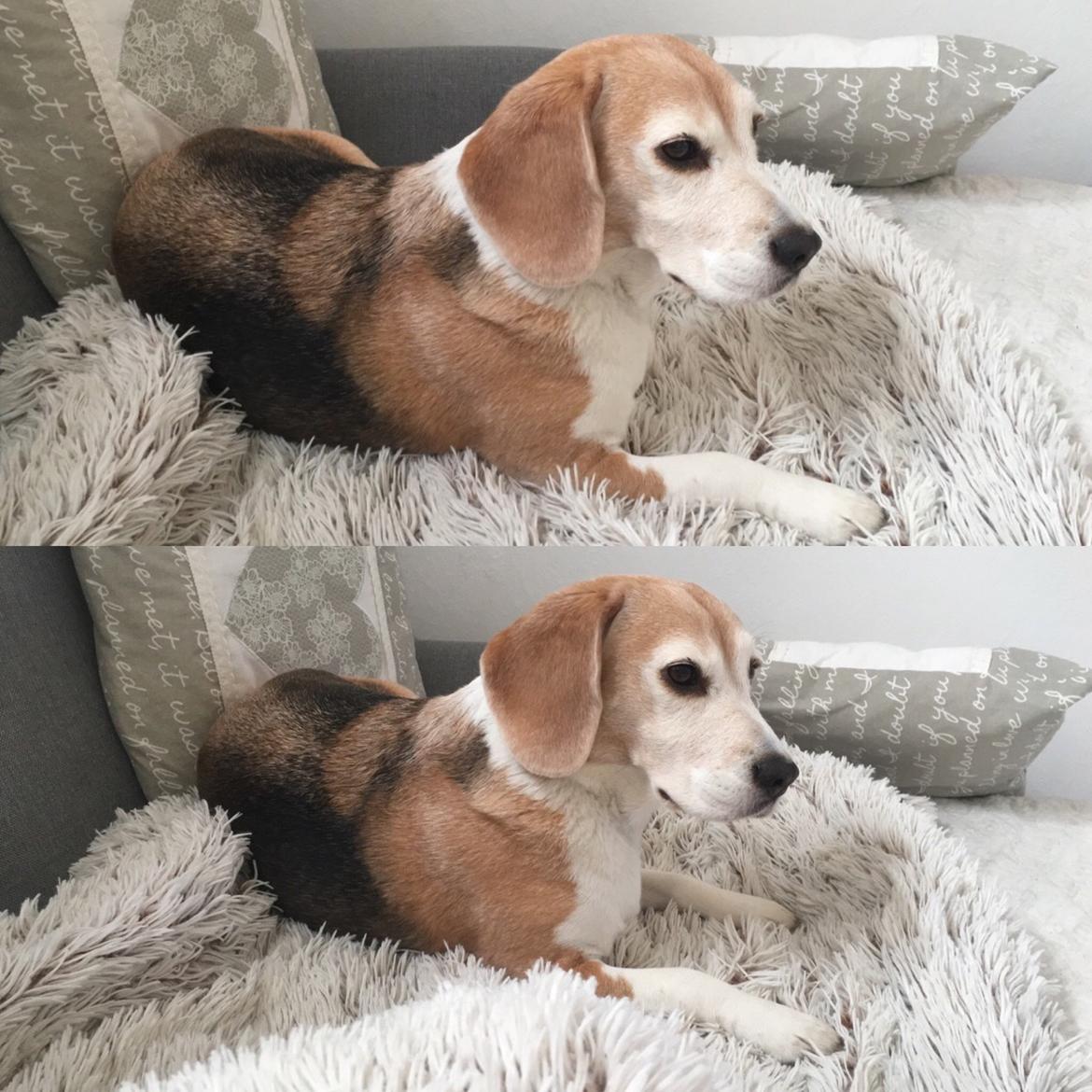 Beagle Freja billede 3