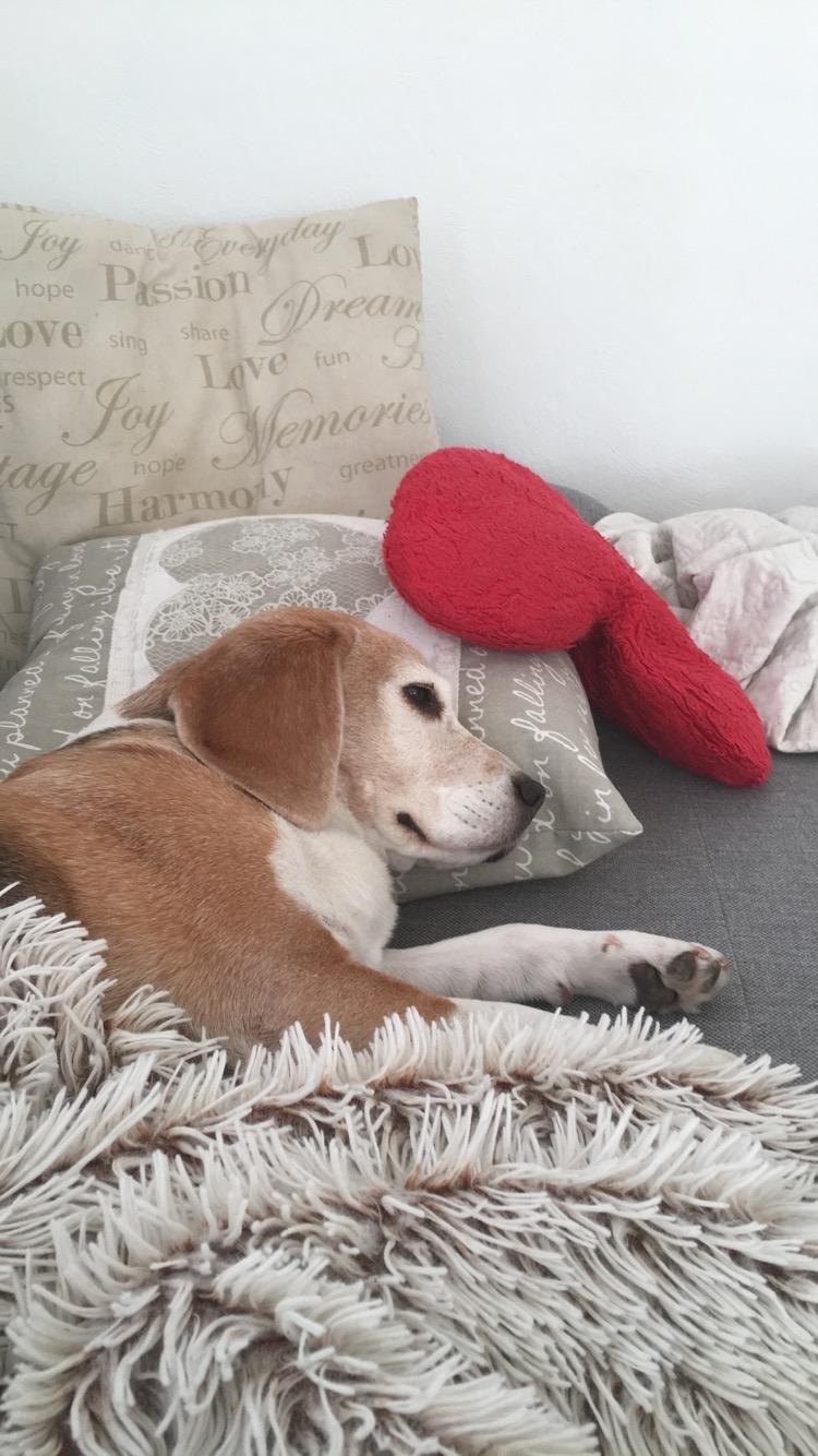 Beagle Freja billede 4