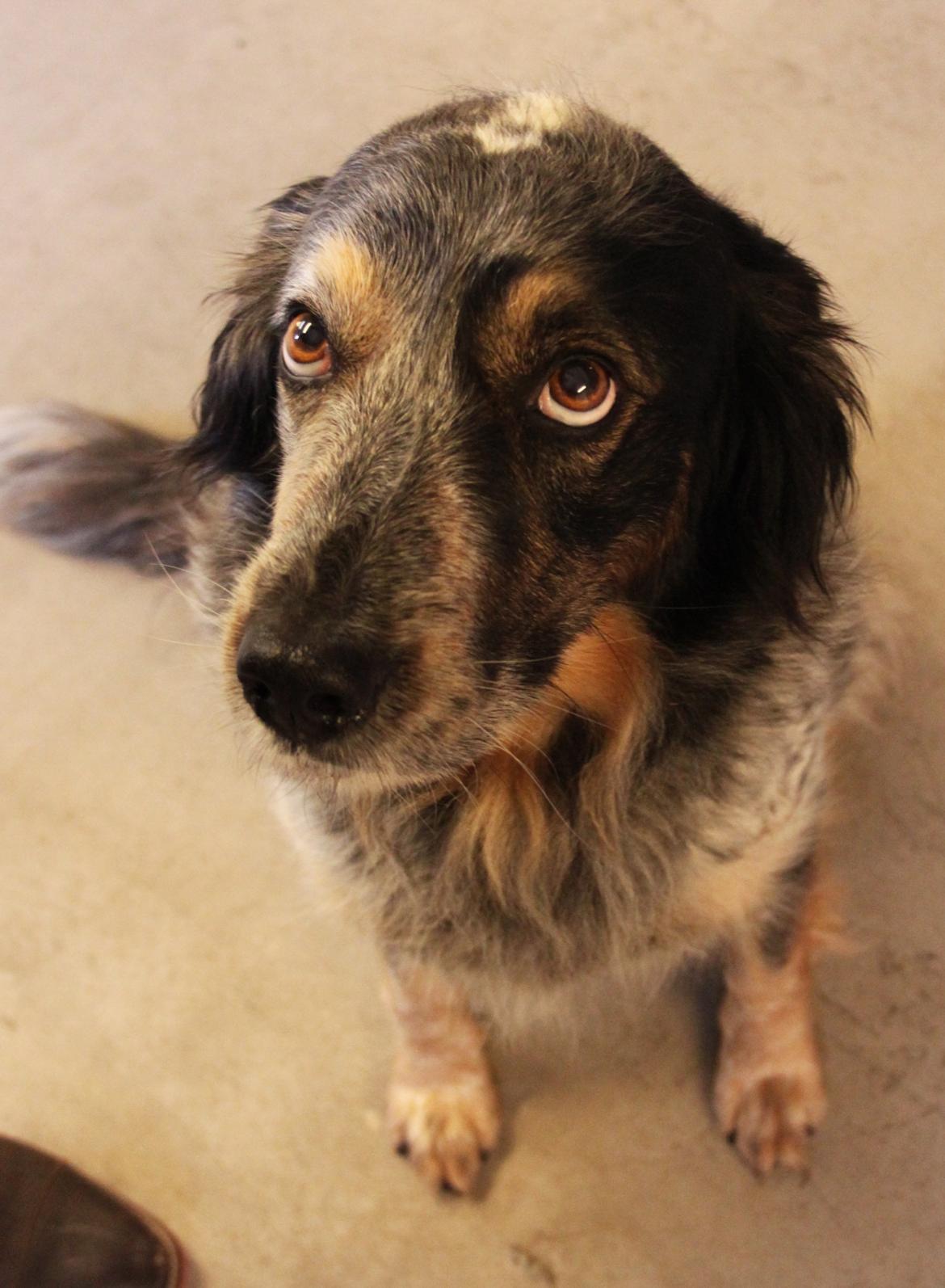 Blanding af racer Smilla billede 21