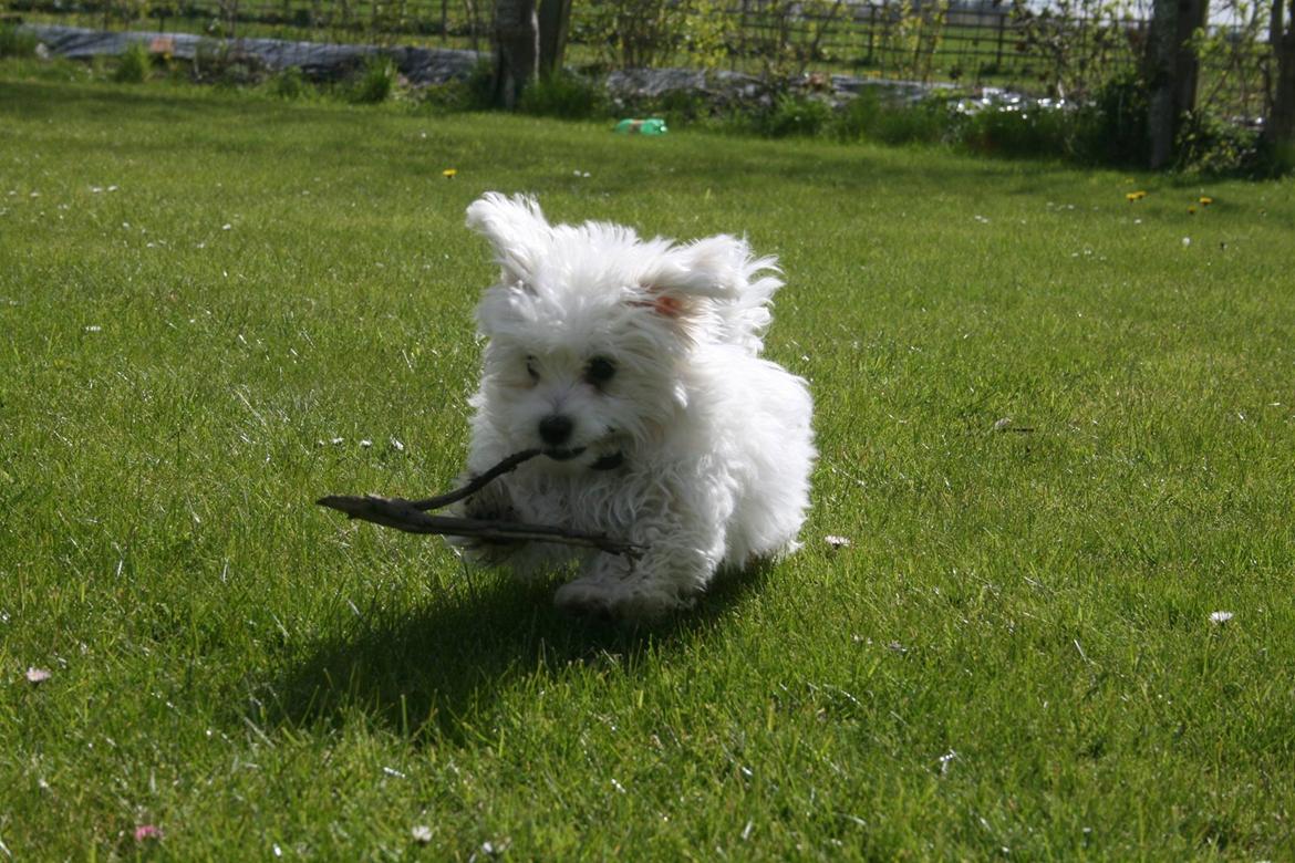 Malteser Viggo billede 1