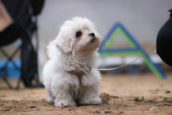 Malteser Viggo billede 2