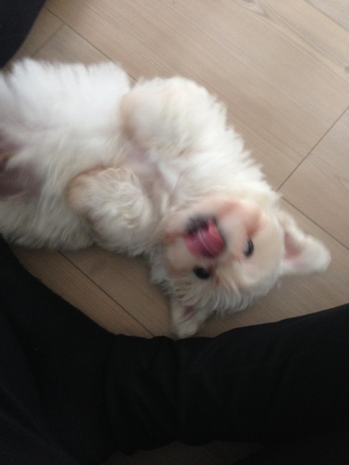 Malteser Viggo billede 3