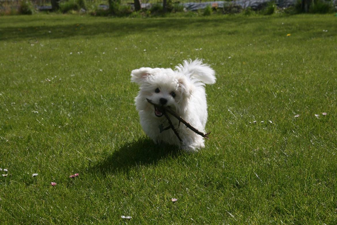 Malteser Viggo billede 4