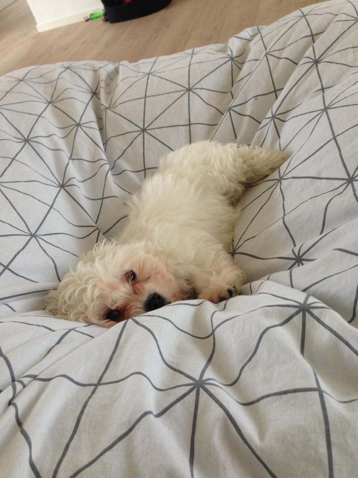 Malteser Viggo billede 5