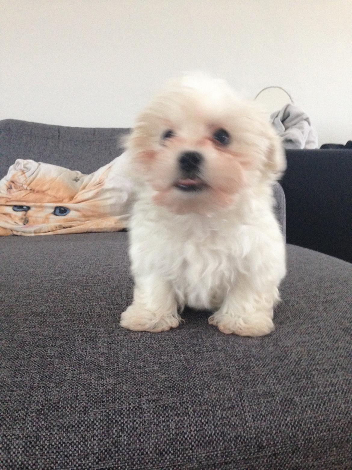 Malteser Viggo billede 7