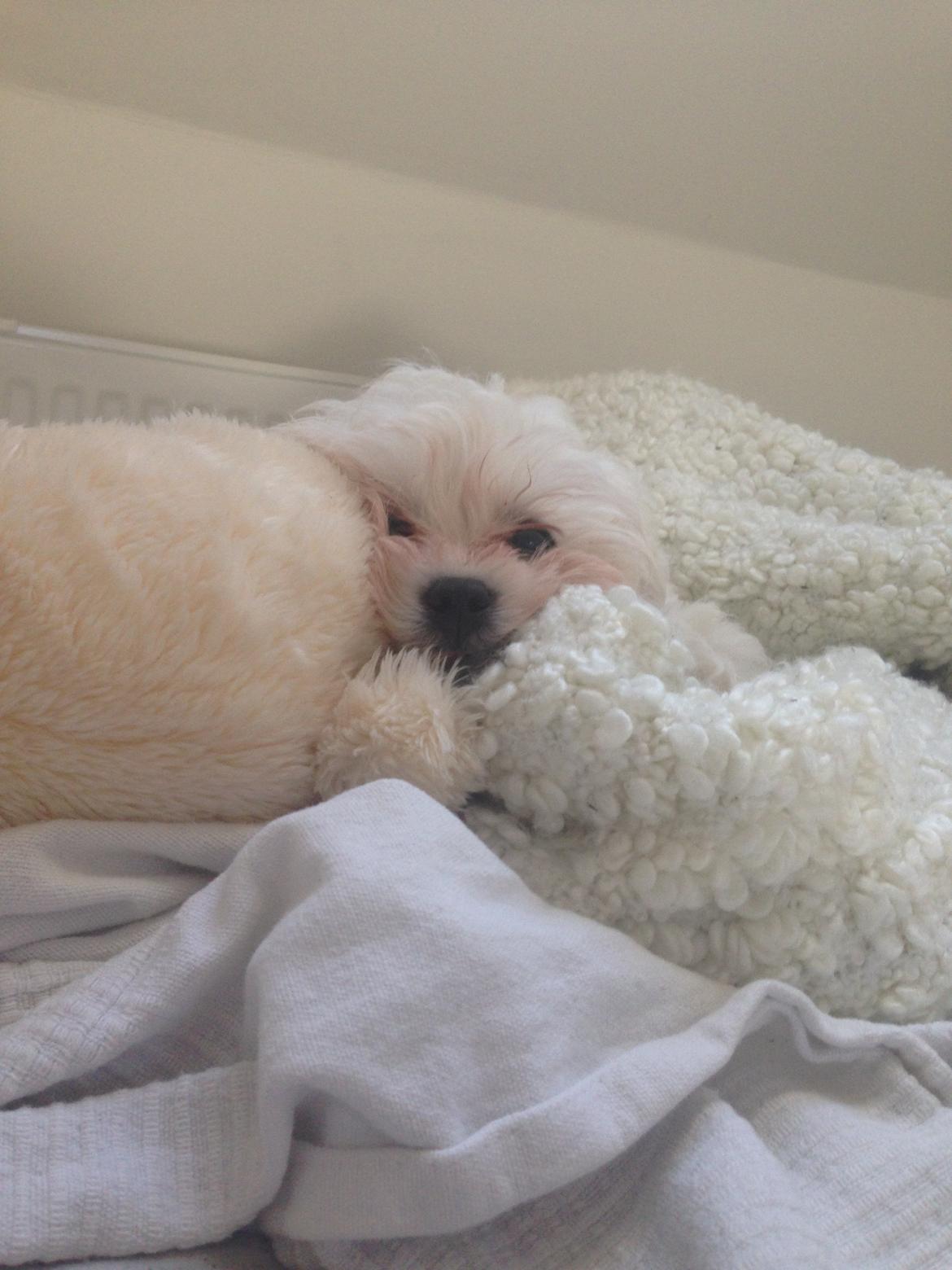 Malteser Viggo billede 8