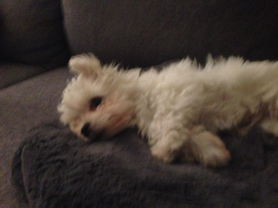 Malteser Viggo billede 9