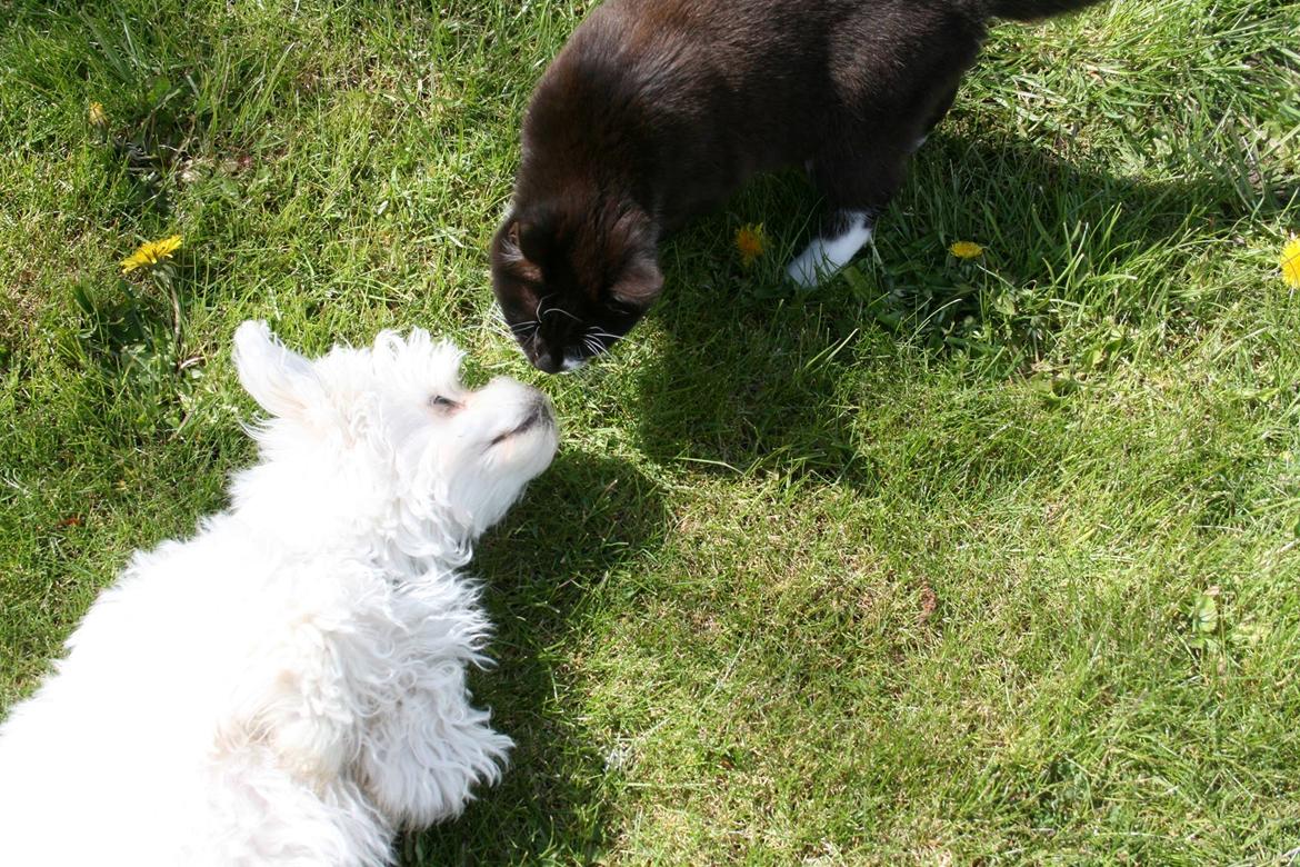 Malteser Viggo billede 10