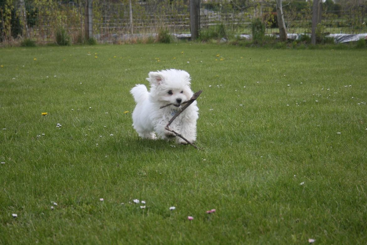 Malteser Viggo billede 11