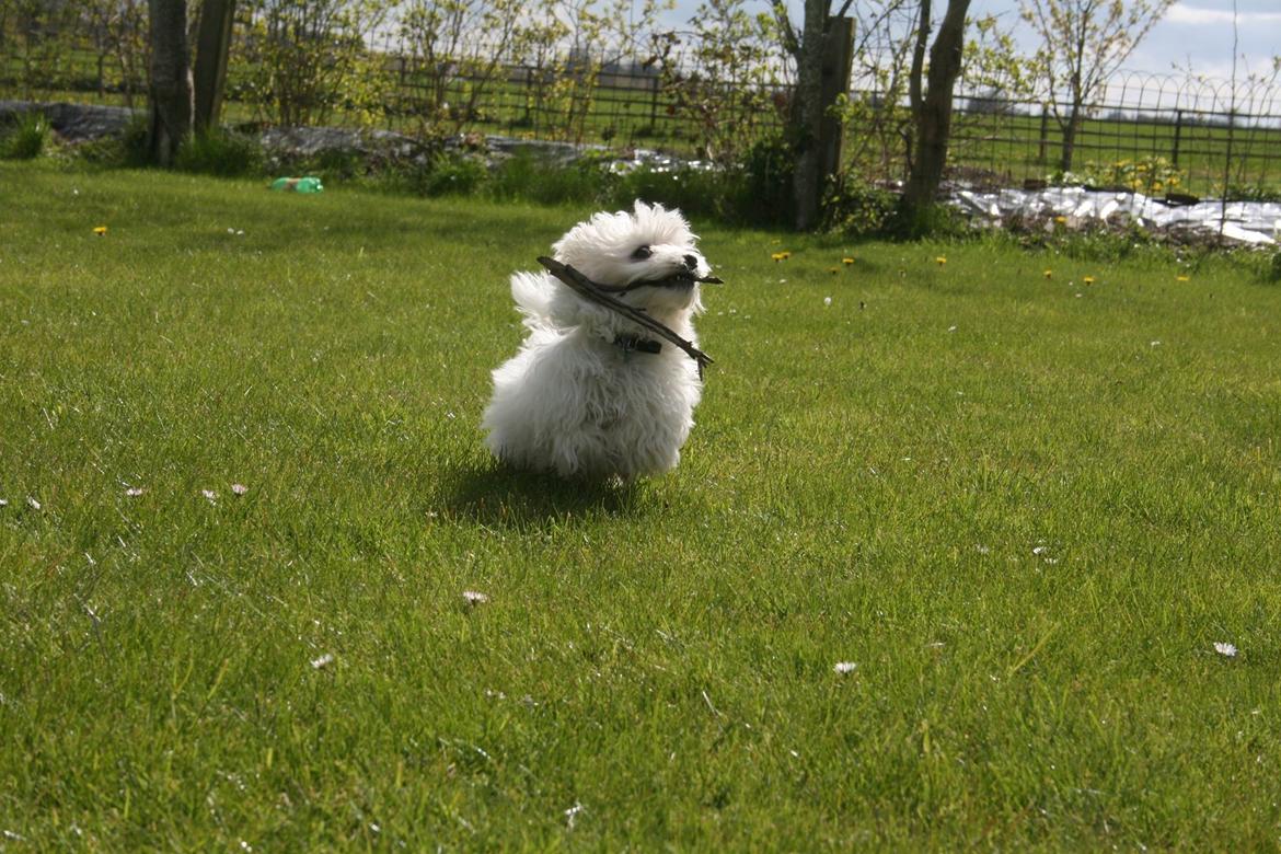 Malteser Viggo billede 12