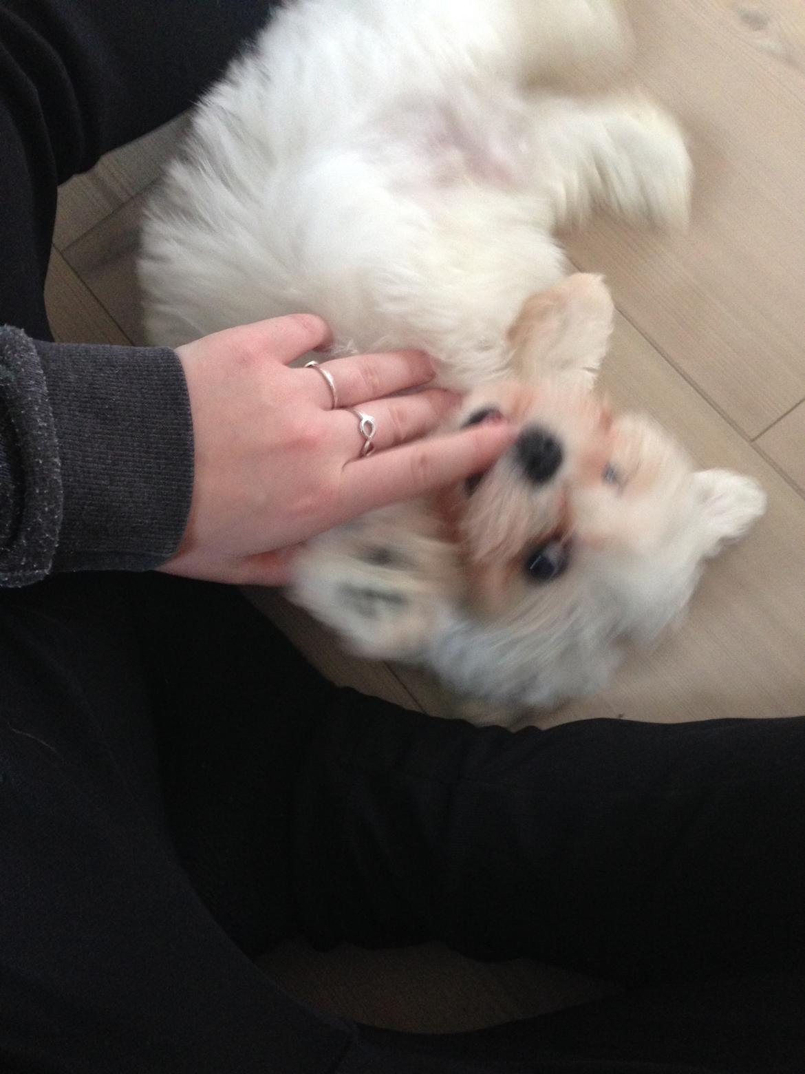 Malteser Viggo billede 13