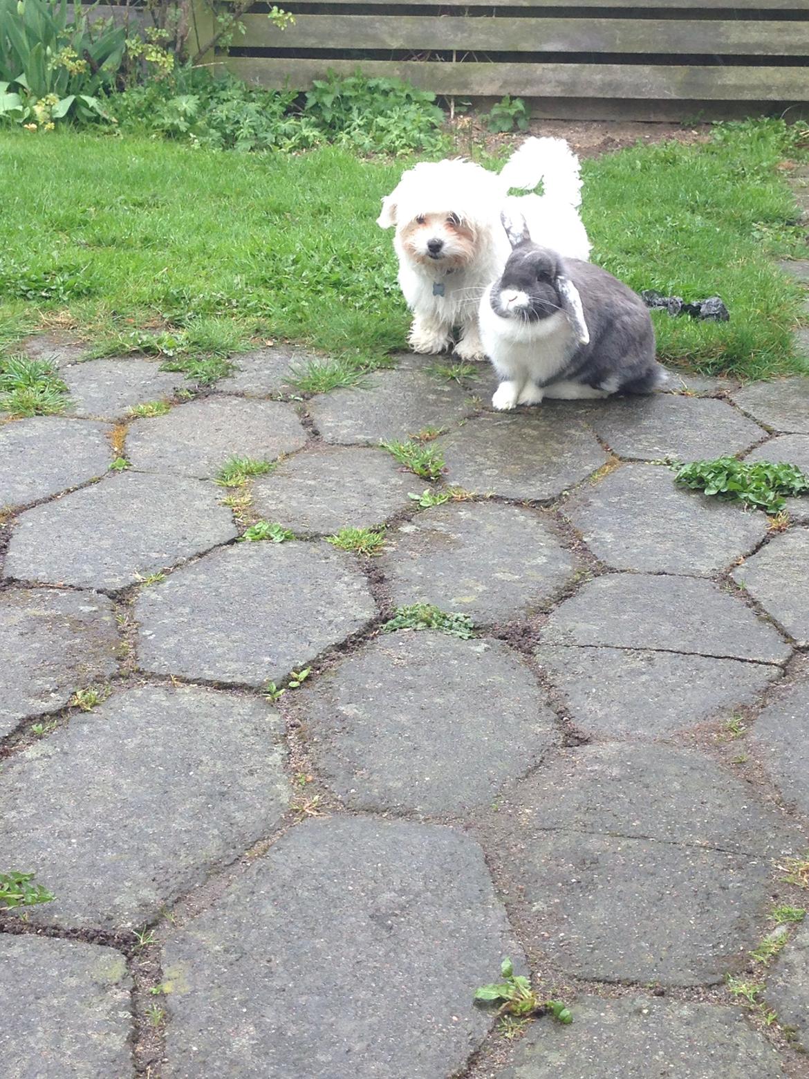 Malteser Viggo billede 14