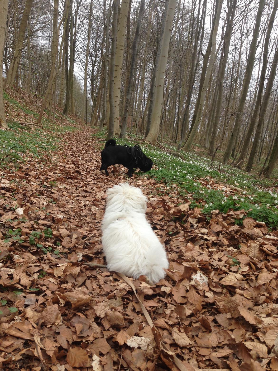 Malteser Viggo billede 15