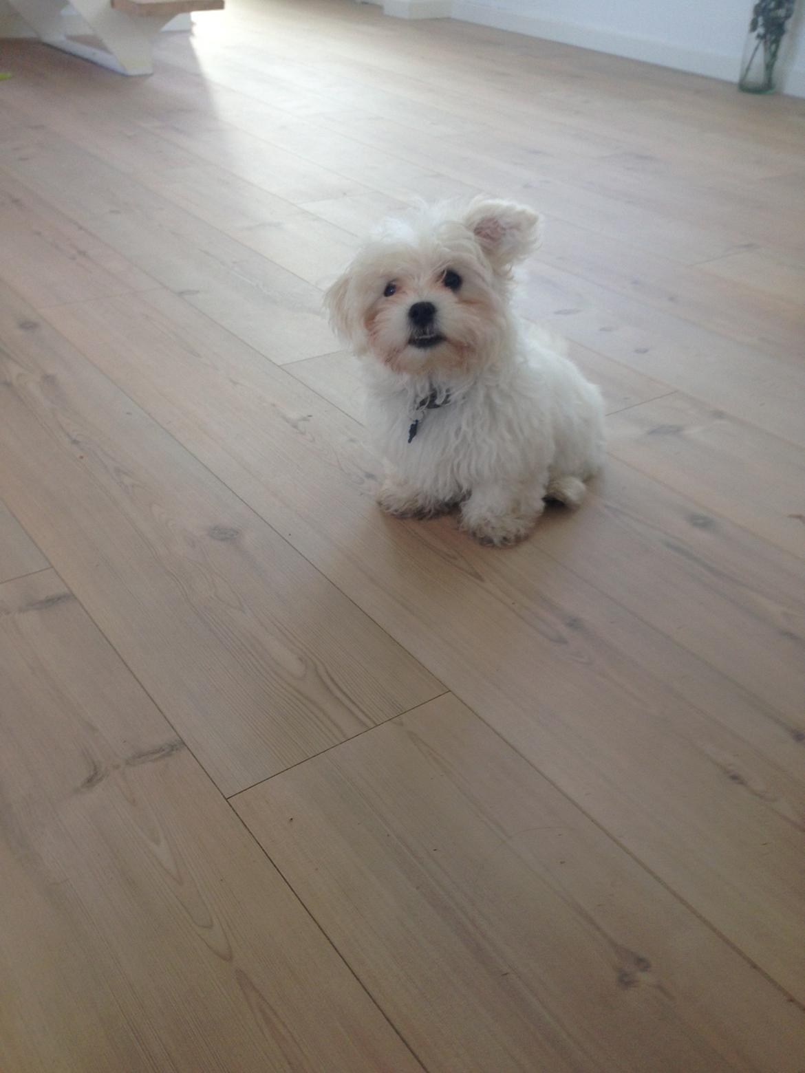 Malteser Viggo billede 16