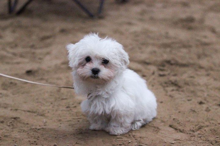 Malteser Viggo billede 17