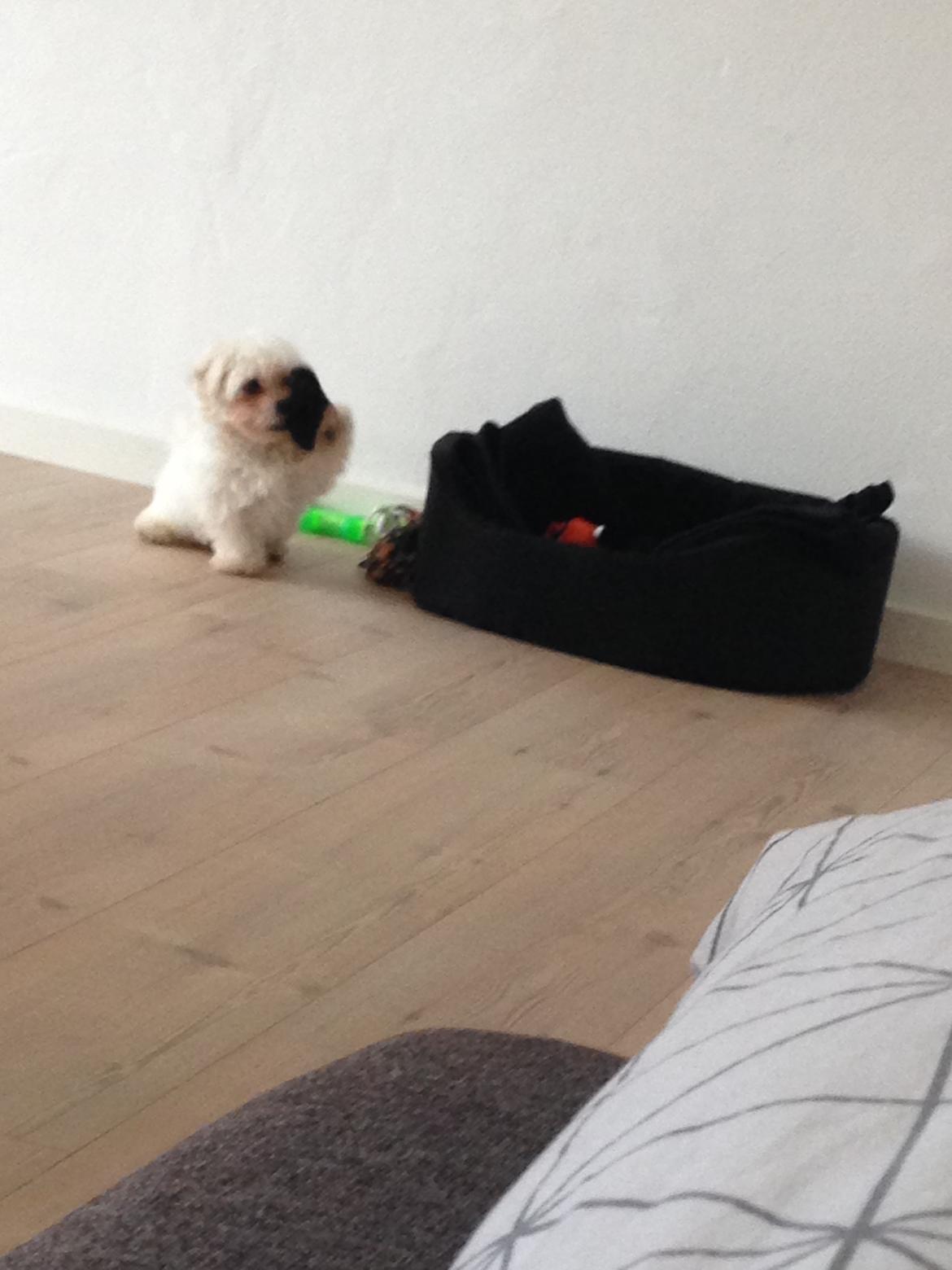 Malteser Viggo billede 18