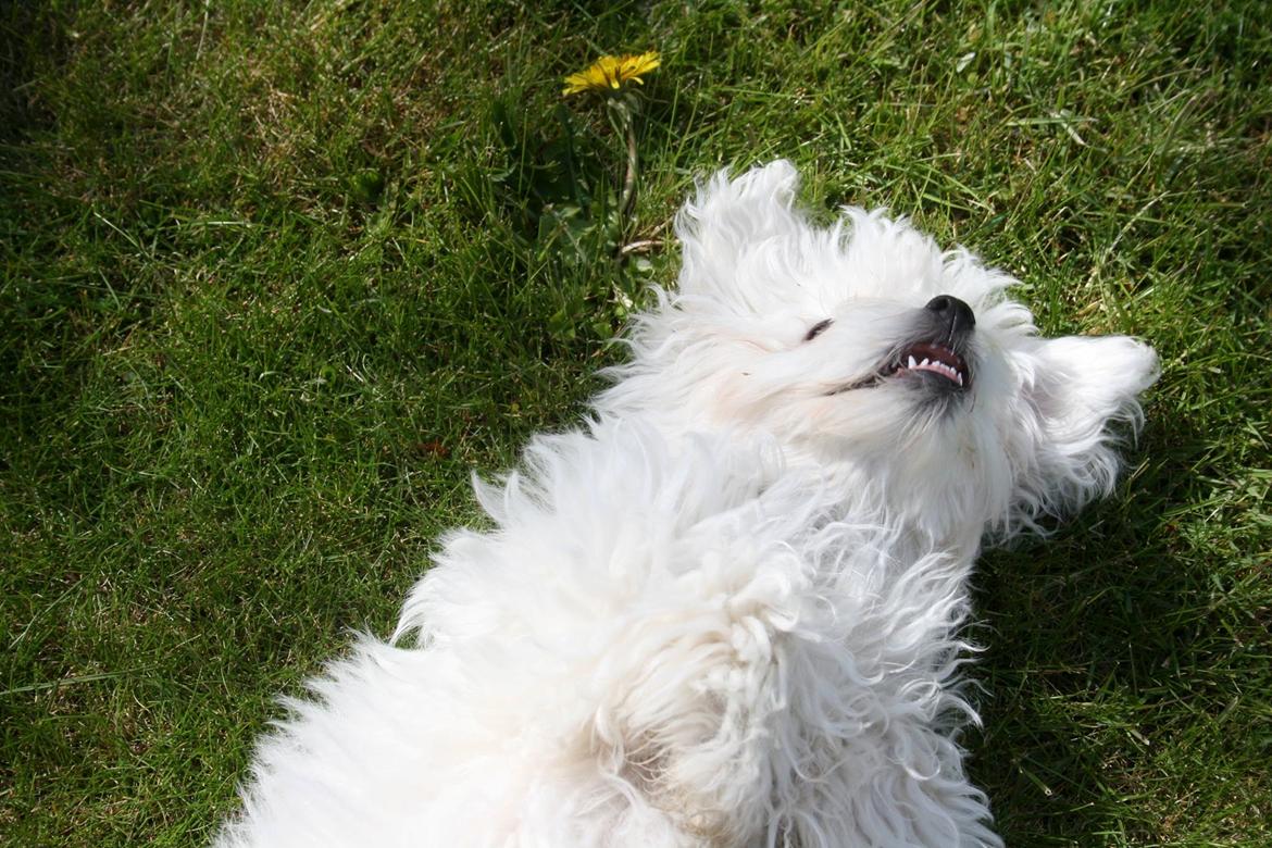 Malteser Viggo billede 19