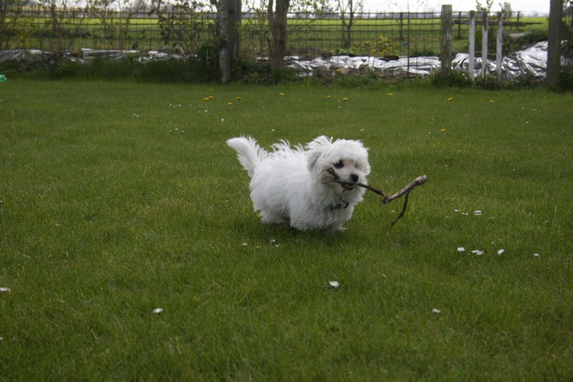 Malteser Viggo billede 20