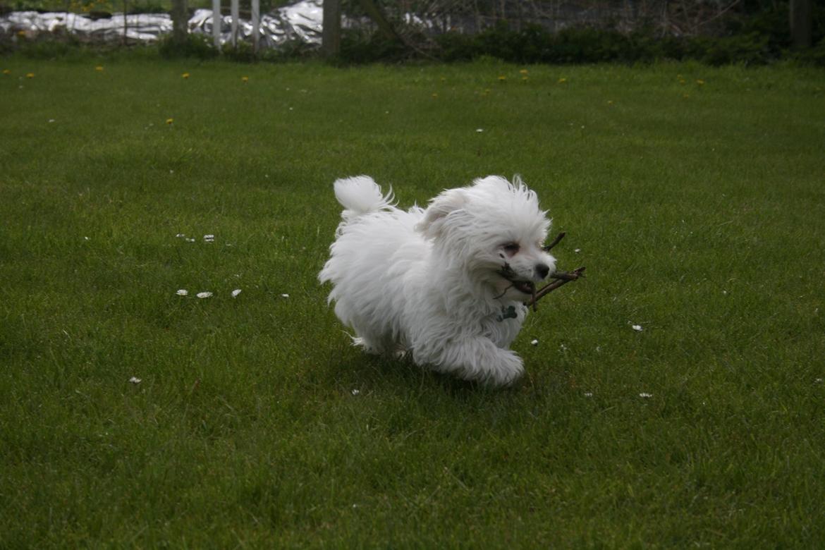 Malteser Viggo billede 21