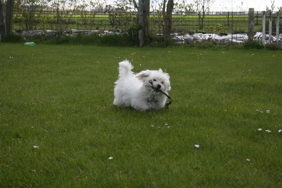 Malteser Viggo billede 22