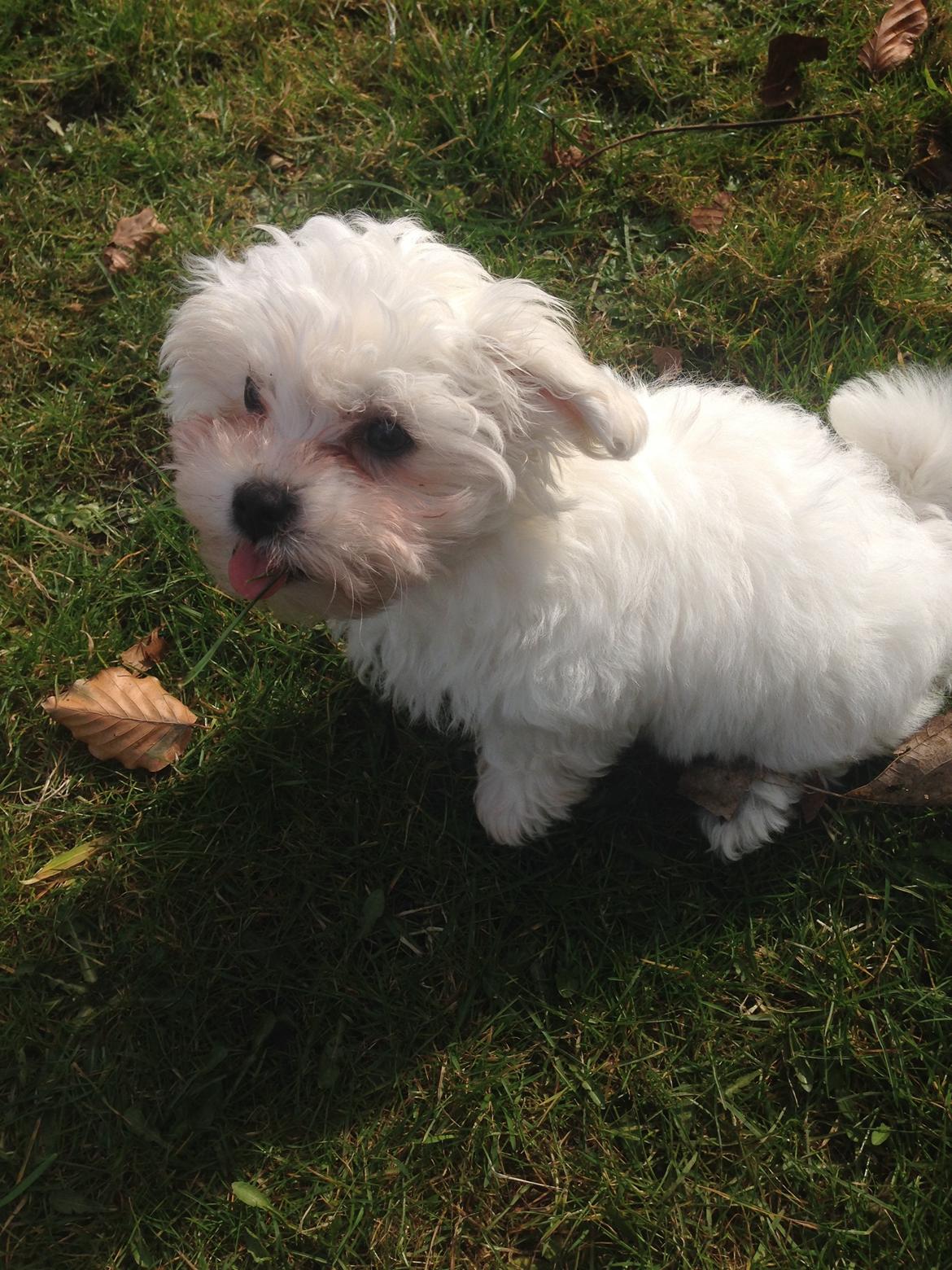 Malteser Viggo billede 23