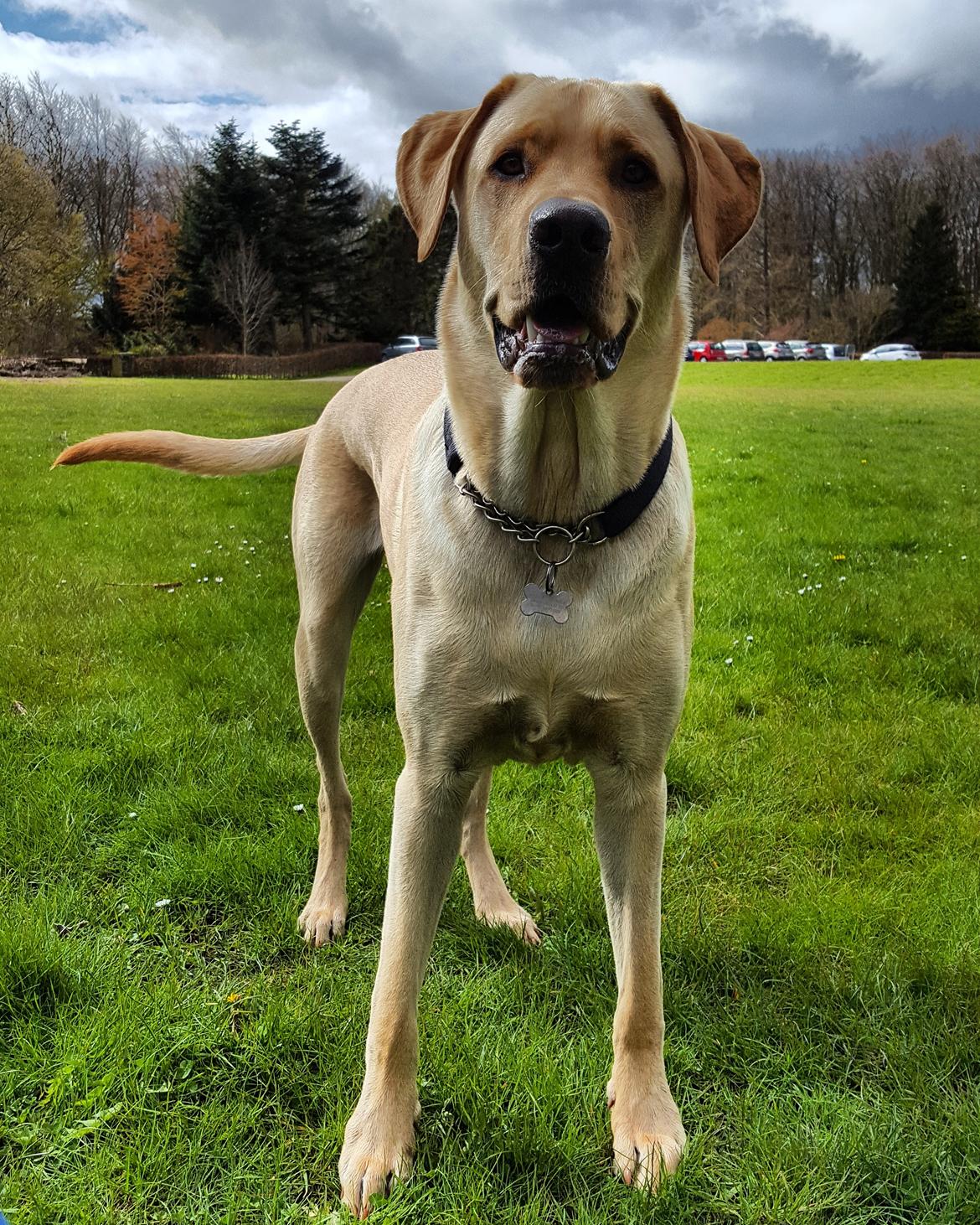 Blanding af racer Elvis *R.I.P* - 1,5år og 48,2kg 28/4-17 billede 47