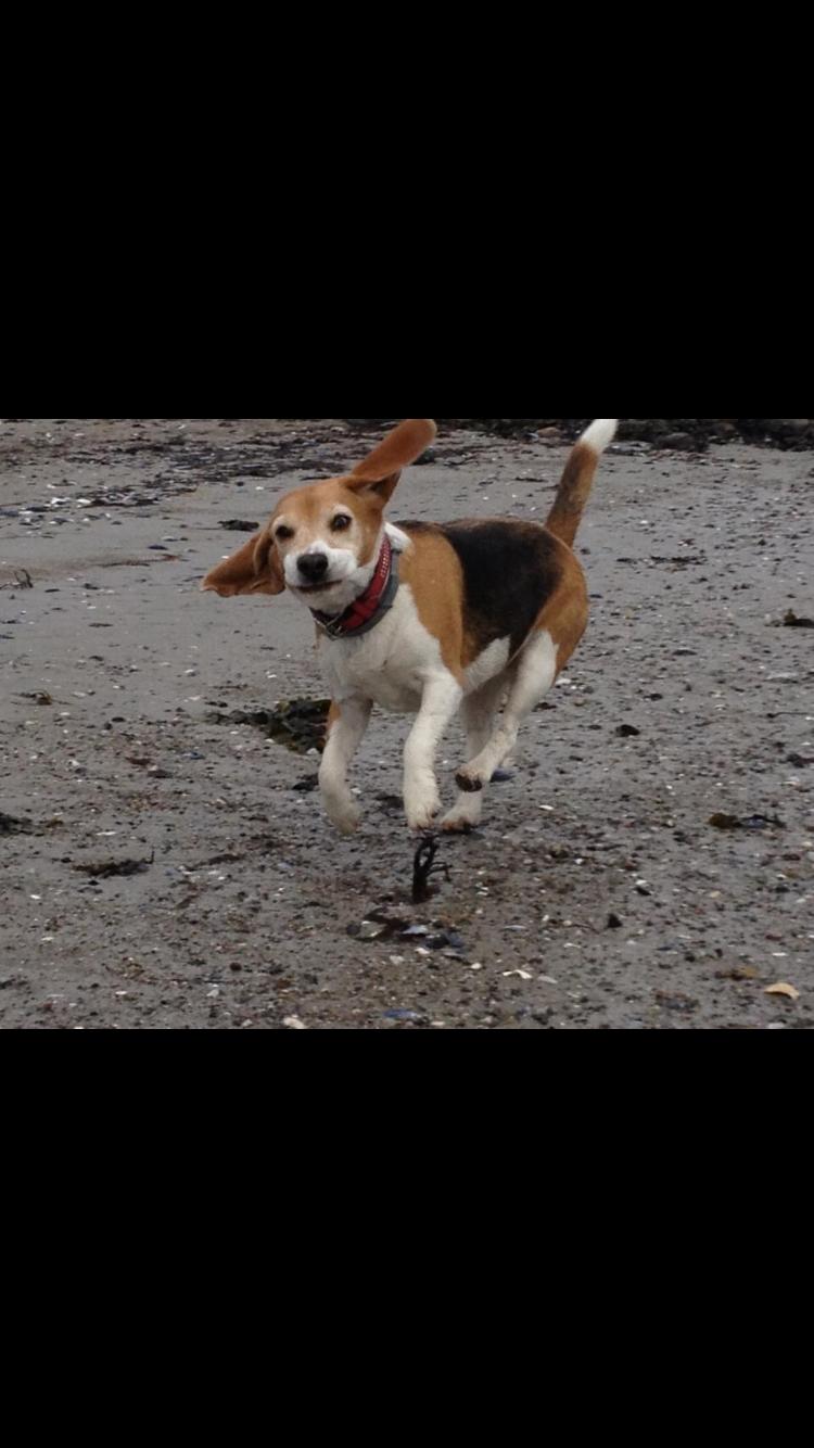 Beagle Freja billede 5