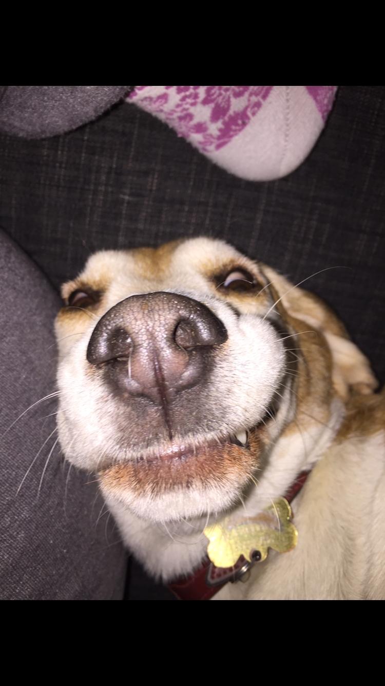 Beagle Freja billede 7