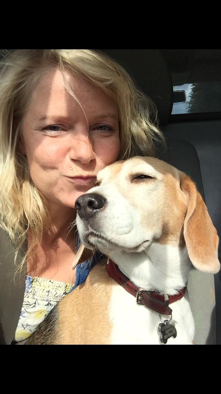 Beagle Freja billede 9