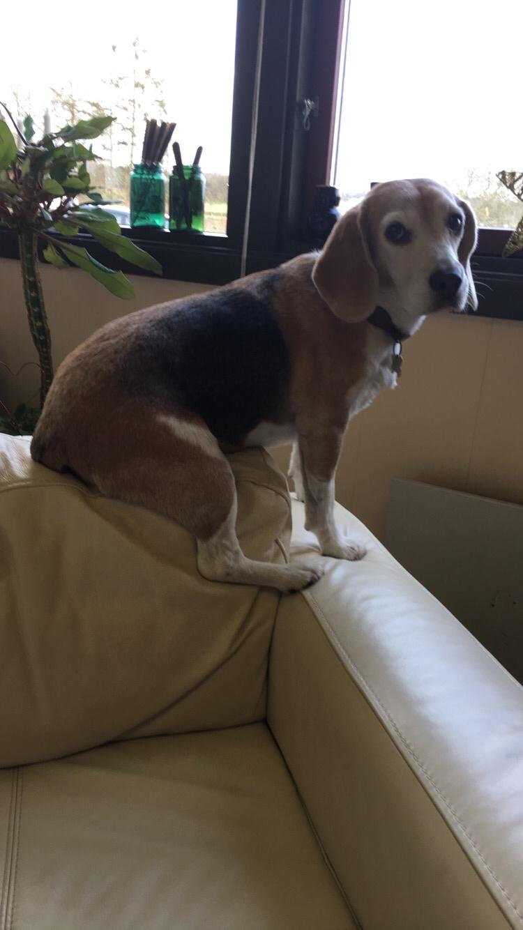 Beagle Freja billede 10