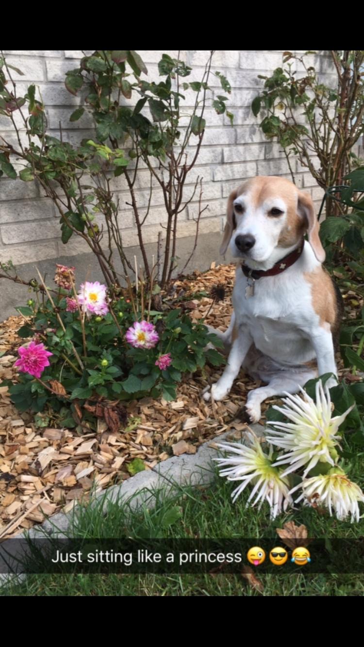 Beagle Freja billede 12