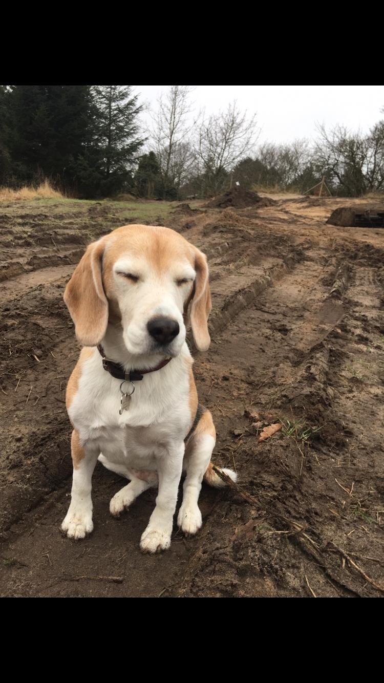 Beagle Freja billede 15