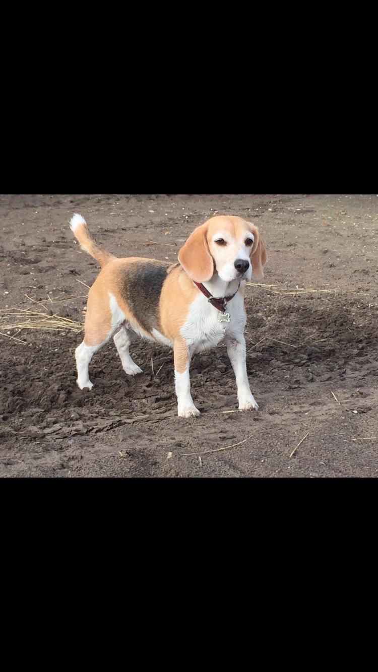 Beagle Freja billede 8