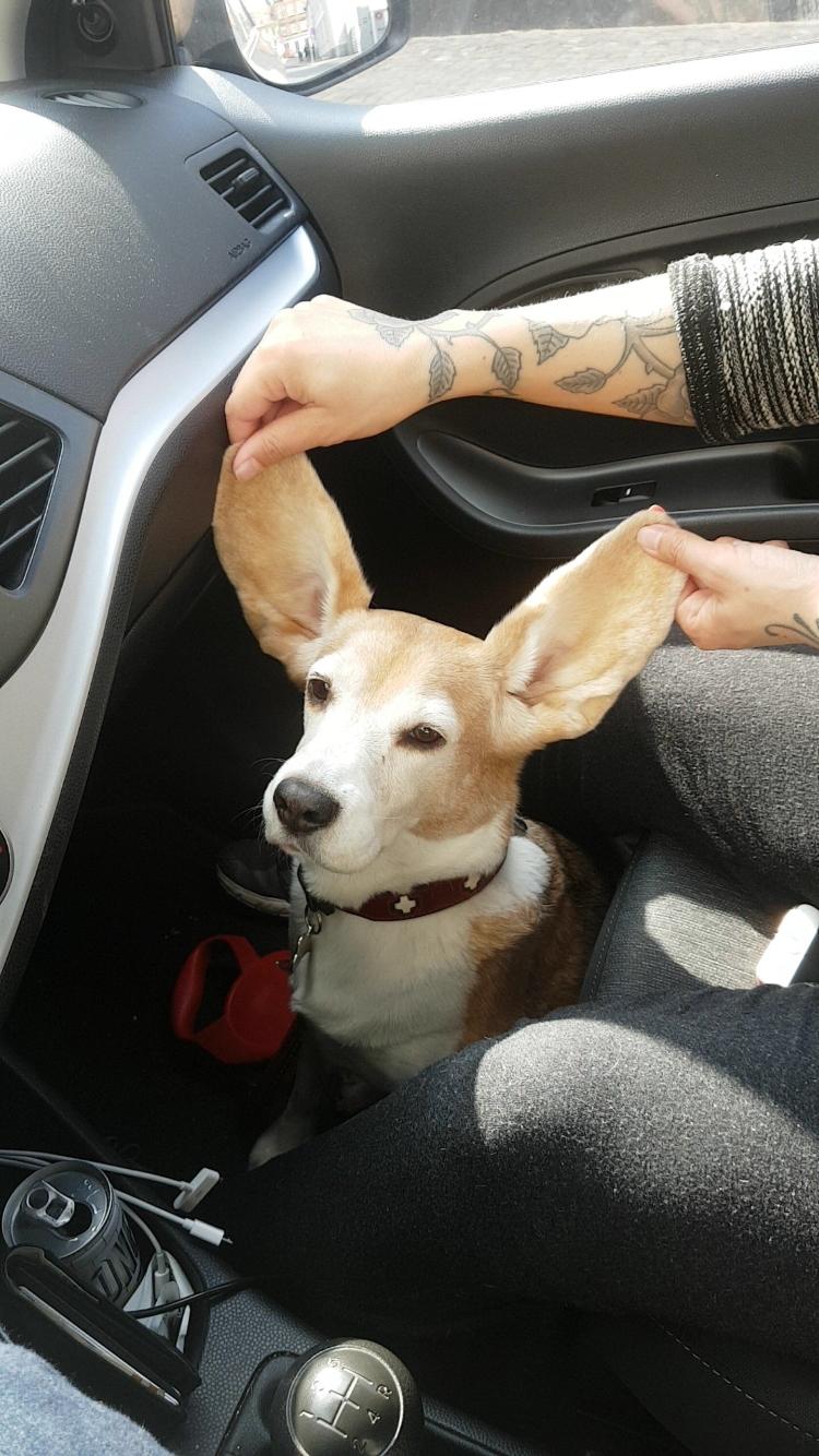 Beagle Freja billede 13