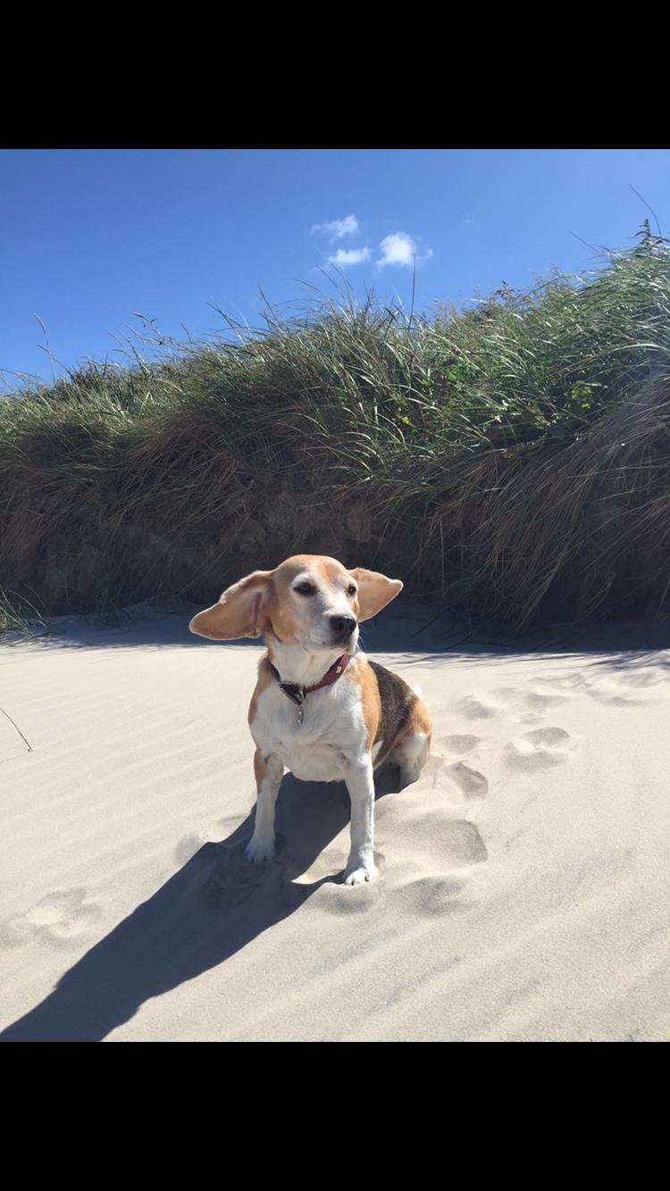 Beagle Freja billede 16