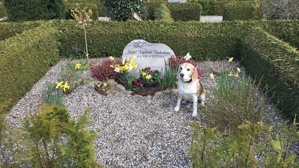 Beagle Freja billede 14