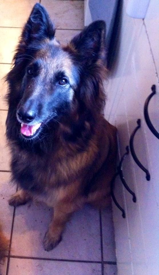 Tervueren Silje billede 2